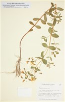 藏品(金絲桃屬)的圖片